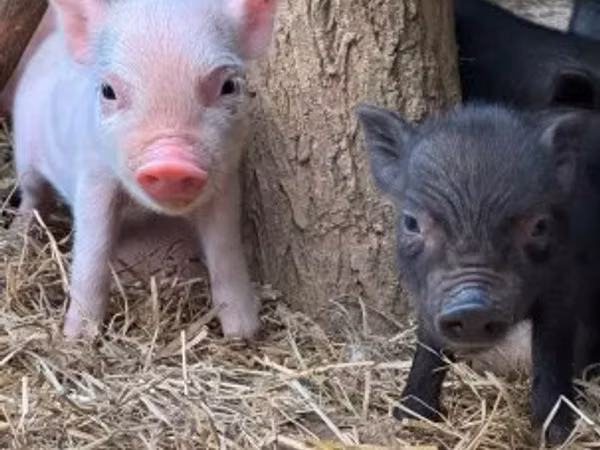 Boar,  — Hungary