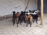 میش, گوسفند — عکس 1