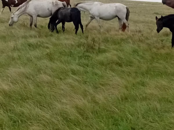 Kuda betina, Horses — Kazakhstan