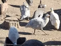 Guinea fowl — photo 4