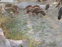 Turkeys — photo 3