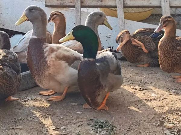 萨克森