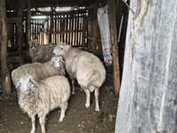 የጎትት አውራ በግ, Sheep — ፎቶ 1