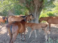 Mare, Horses — photo 1