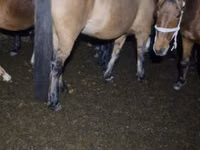 Модиён, Kazakh horse — акс 5