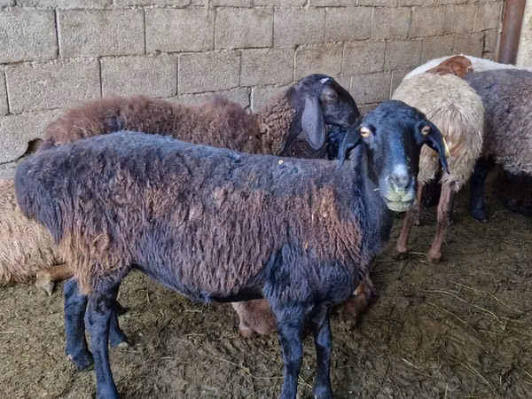 Carnero, Ovejas — Kazajistán
