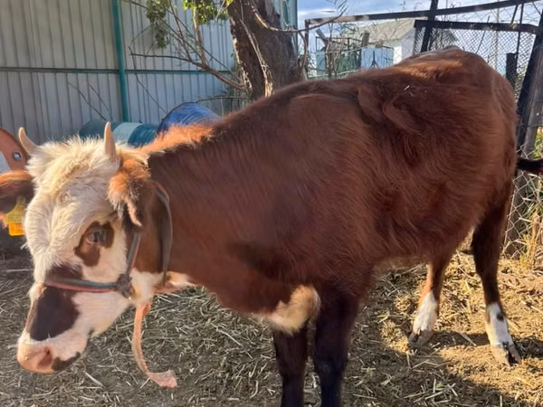 Cow, Kazakh White-headed cow
