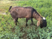 بز نر, Nubian Goat — عکس 3