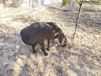 Vædder, Hissar sheep — foto 3