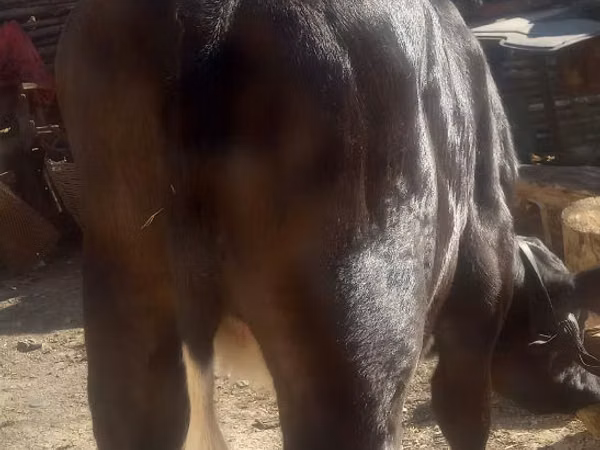 Cow, Cattle — Moldova