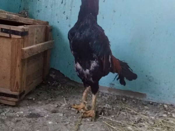 Chickens — Kazakhstan