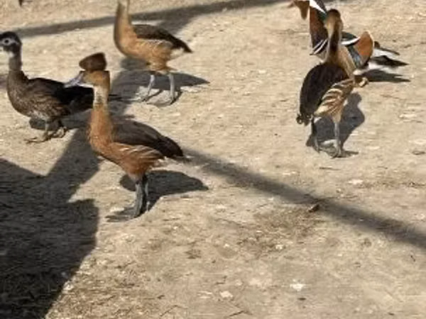 Geese