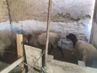 Ram, Rhon sheep — photo 5