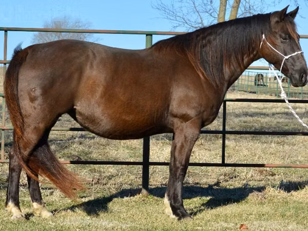 Mare, Quarter Horse