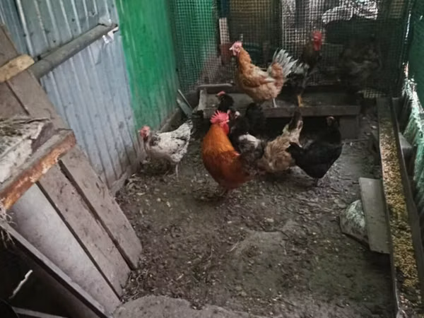 Chickens — Қирғизистон