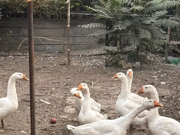 Geese — Kyrgyzstan