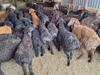 የጎትት አውራ በግ, Sheep — ፎቶ 1