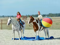 घोड़ा, Quarter Horse — फ़ोटो 5