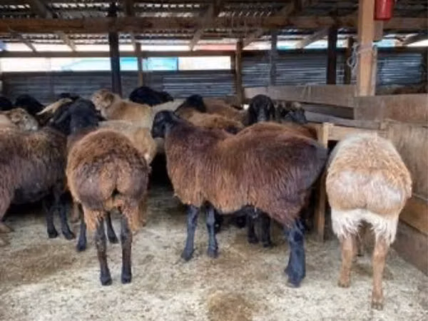 Ram, Sheep — Kazakhstan