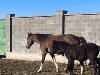 Mare, Horses — photo 5