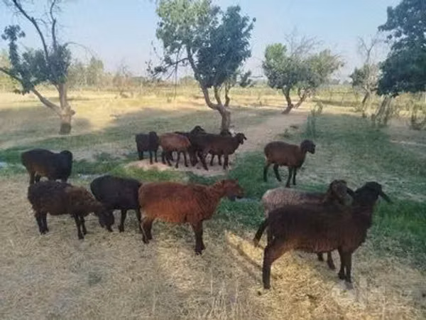 Ram, Sheep — Uzbekistan