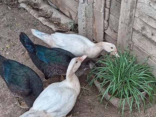 Domestic Muscovy — Azerbaijan