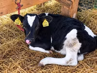 Cow, Holstein breed — photo 1