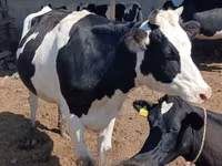 Vache, Race Holstein — photo 4