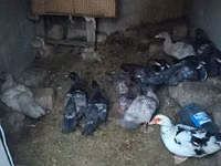 Domestic Muscovy — photo 3