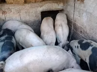 Sow, Pigs — photo 2