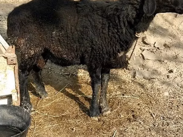 Ram, Sheep — Uzbekistan