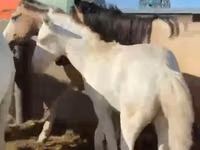 Ձի, Kazakh horse — լուսանկար 3