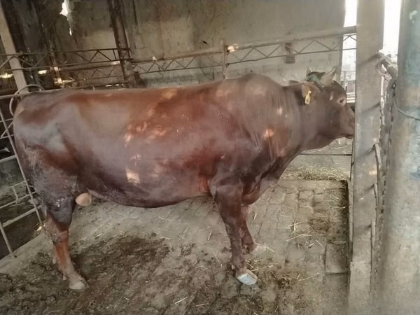 Bull, Cattle — Uzbekistan
