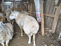 የጎትት አውራ በግ, Sheep — ፎቶ 3