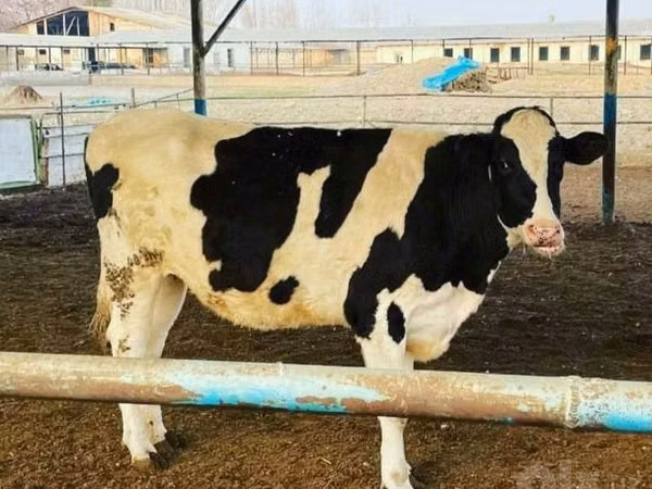Cow, Russian Black pied cattle — Uzbekistan