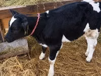 Cow, Holstein breed — photo 3