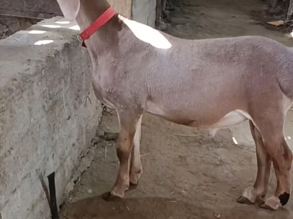 Sheep, Edilbay sheep — Kyrgyzstan