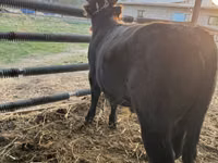 Bull, Simmental cattle — photo 4