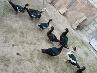 Ducks — تصویر 4