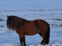 Ngựa đực, Mugalzhar horse — ảnh 6