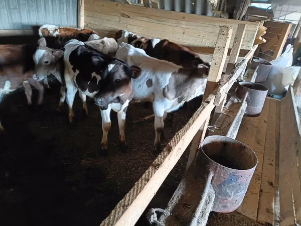 Cow, Cattle — Moldova