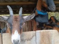 بز نر, Alpine goat — عکس 1