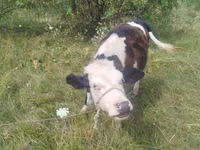 Cow, Cattle — photo 4