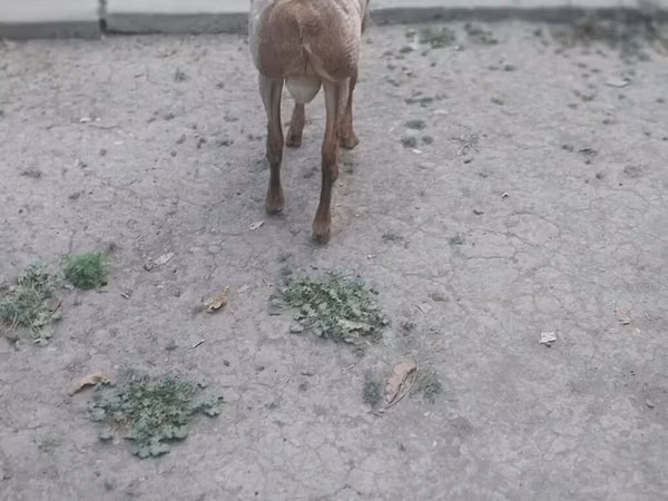 Ram, Sheep