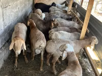 Får, Rhon sheep — foto 2