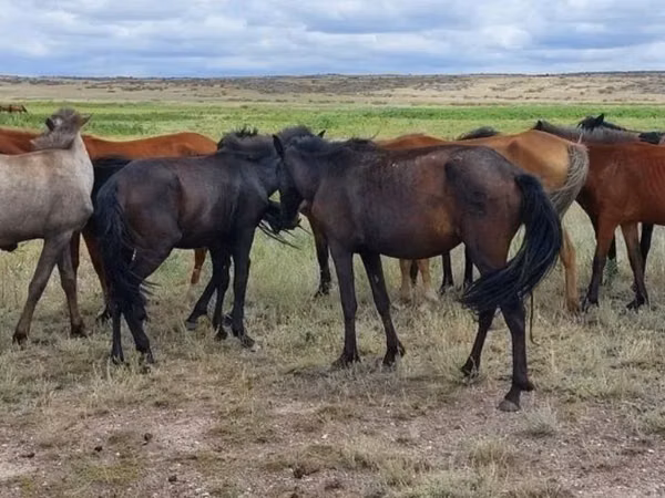 Mare, Kazakh horse — Kazakhstan