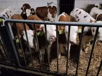 Bovini (lotto, sesso non specificato), Simmental cattle — foto 1