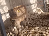 Cow, Swiss cattle — photo 1