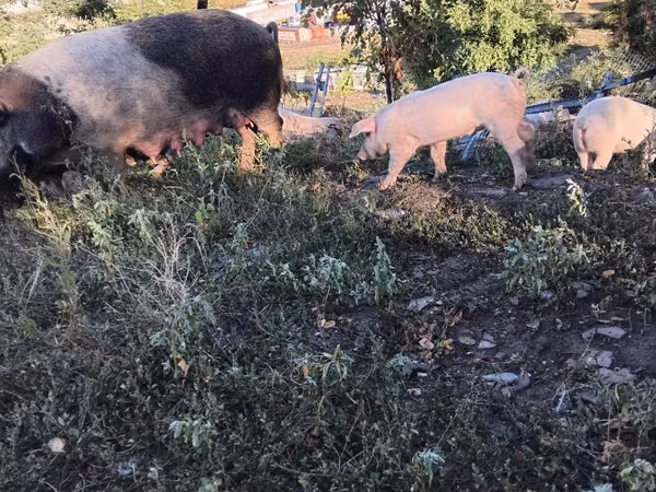 Boar, Pigs — Moldova