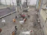 Ducks — foto 2